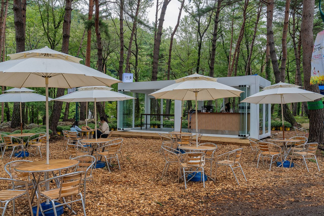 인제가을꽃축제