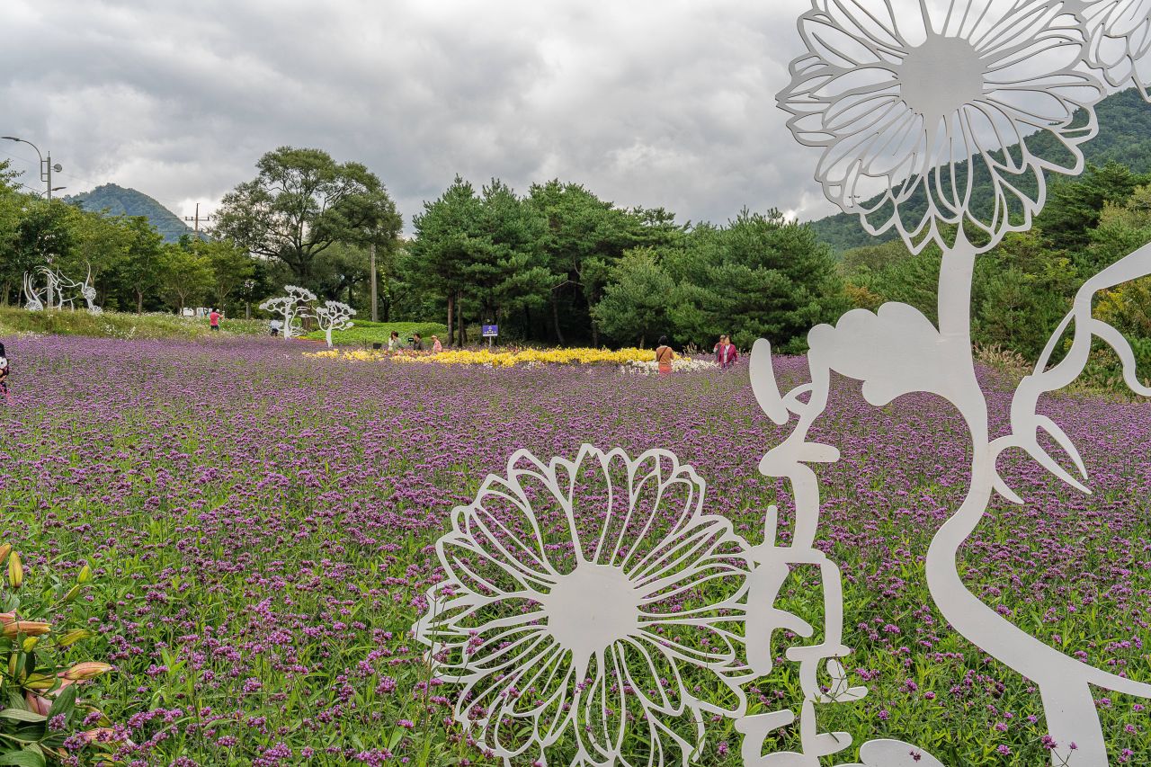 인제가을꽃축제