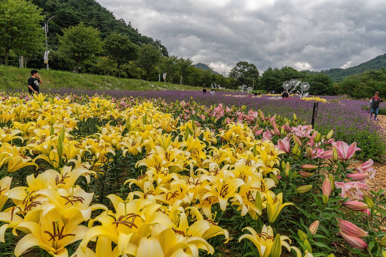 인제가을꽃축제