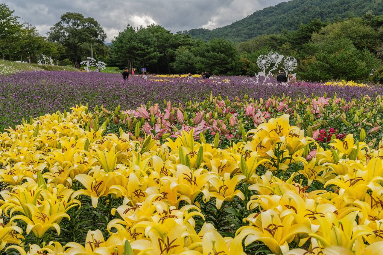 인제가을꽃축제