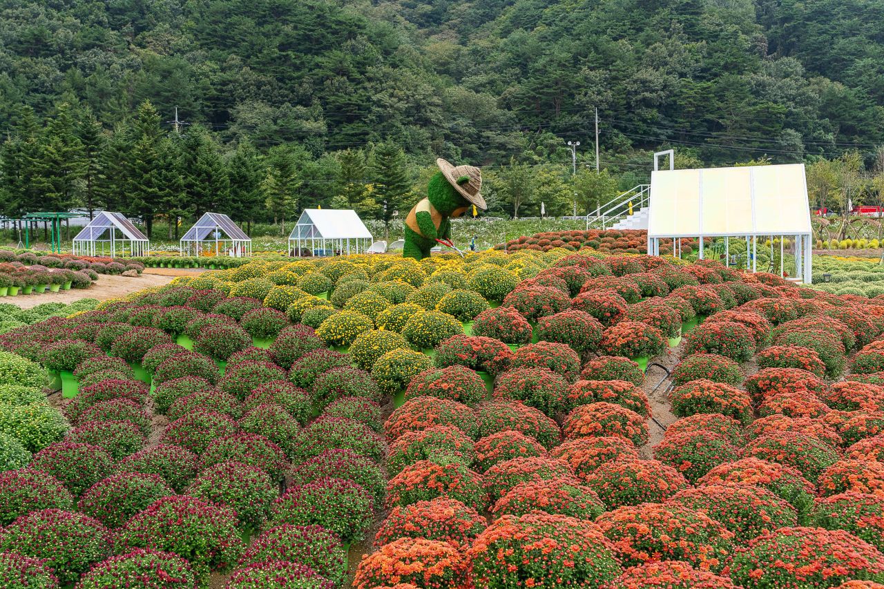 인제가을꽃축제