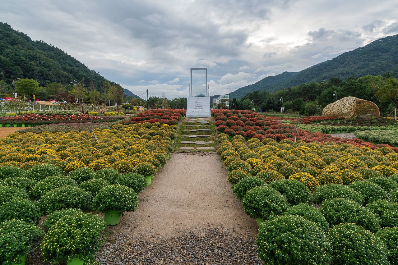 인제가을꽃축제