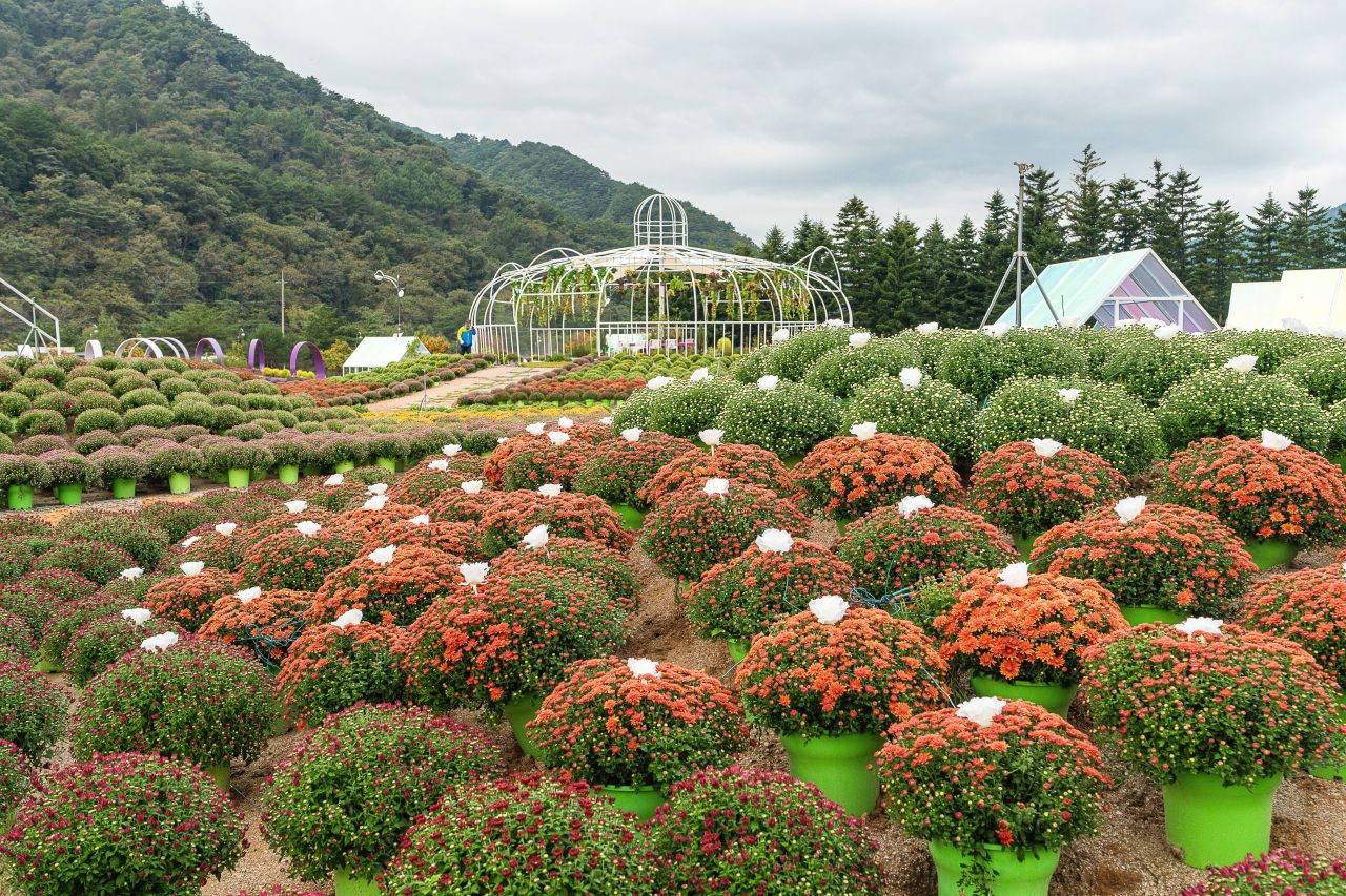인제가을꽃축제