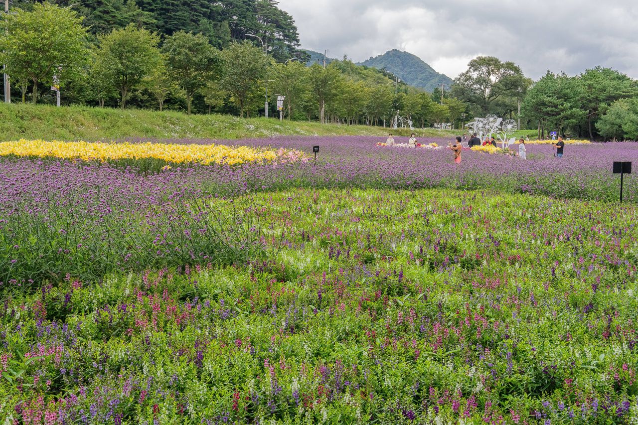 인제가을꽃축제
