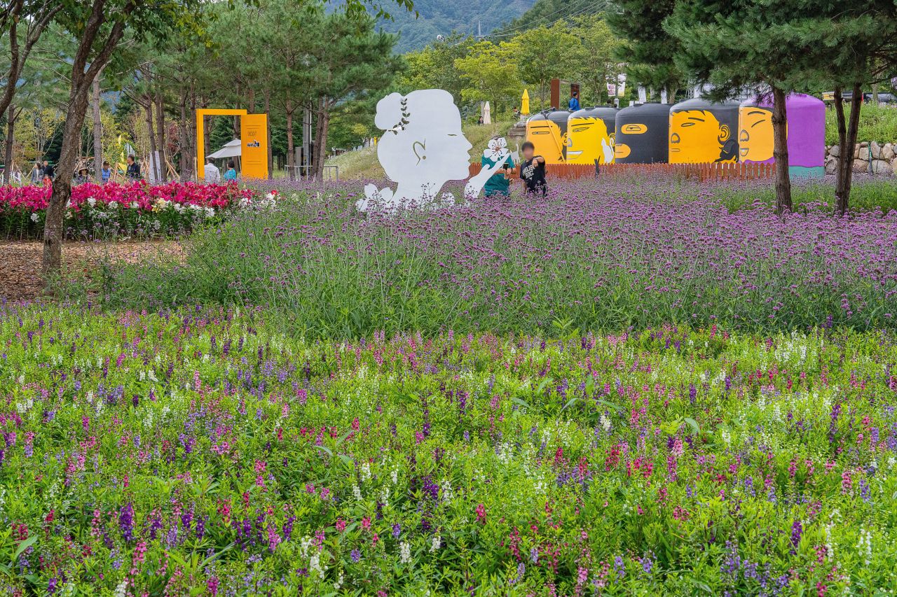 인제가을꽃축제
