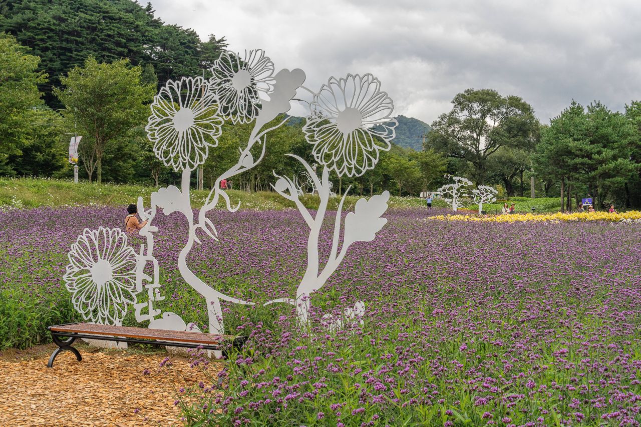 인제가을꽃축제