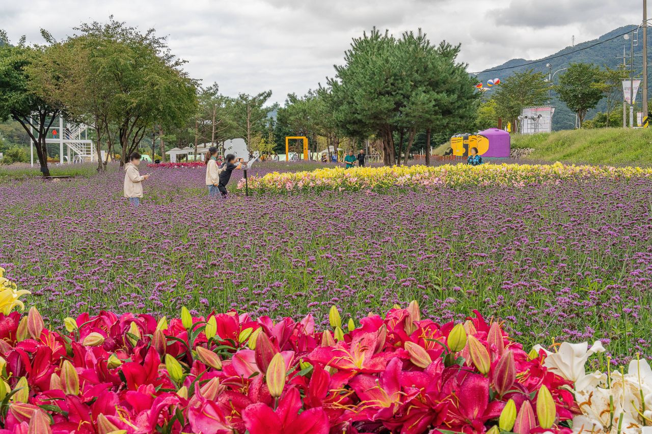 인제가을꽃축제