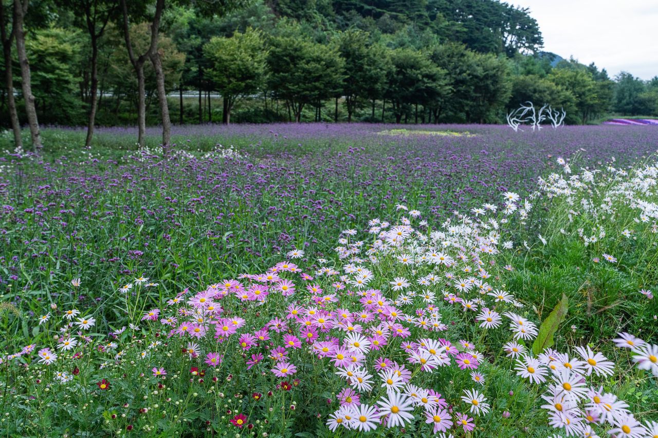 인제가을꽃축제