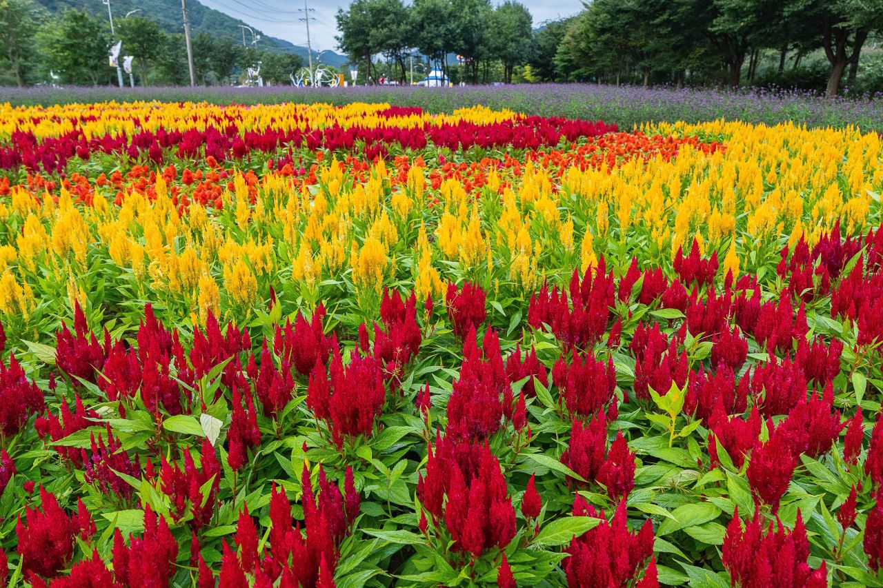 인제가을꽃축제
