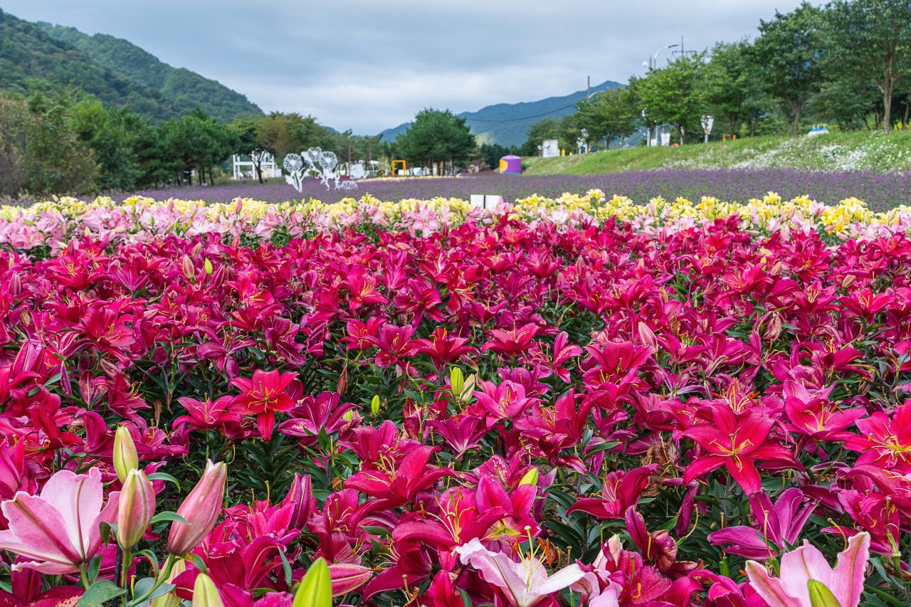 인제가을꽃축제