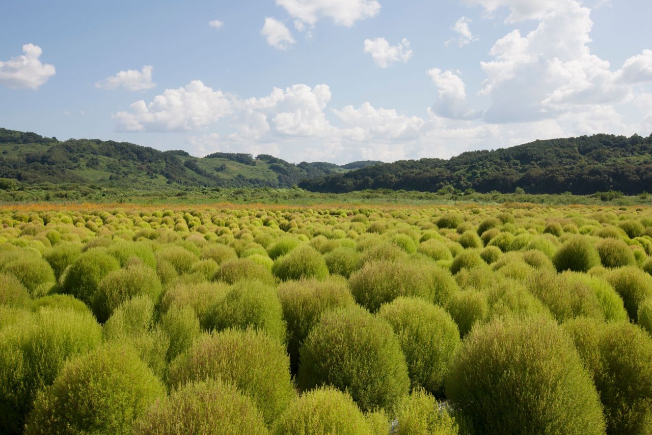 임진강 댑싸리공원