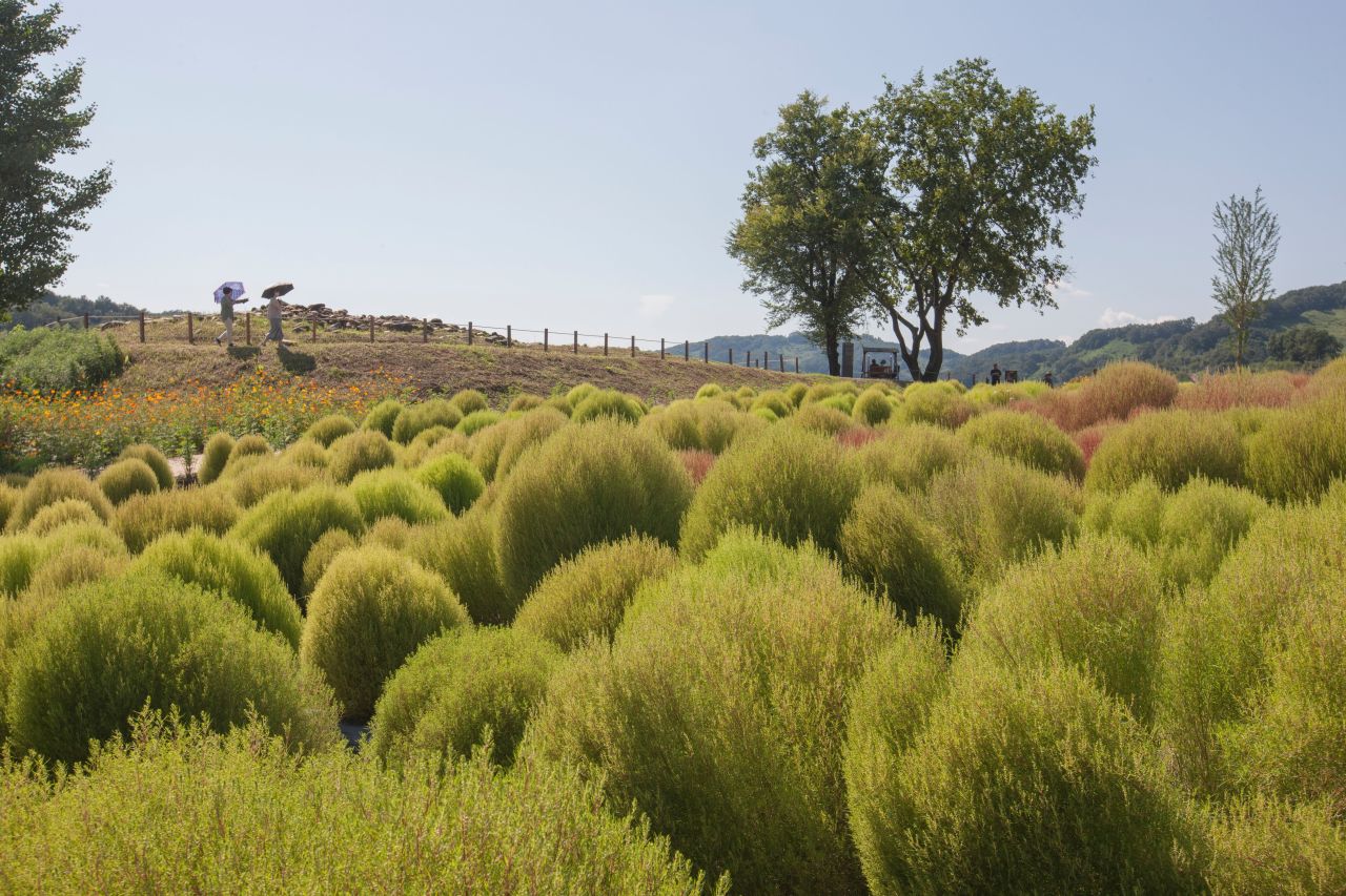 임진강 댑싸리공원