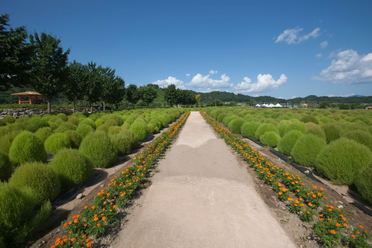 임진강 댑싸리공원