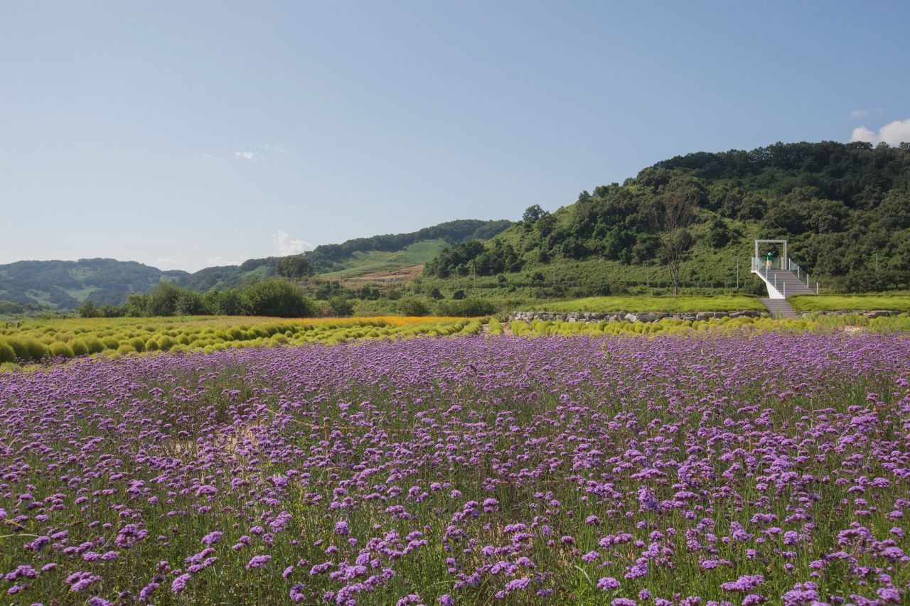 임진강 댑싸리공원