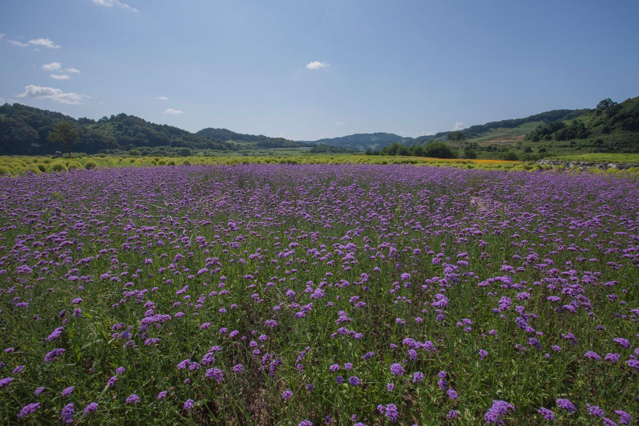 임진강 댑싸리공원