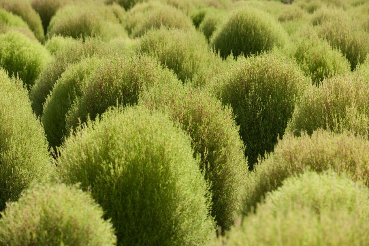 임진강 댑싸리공원