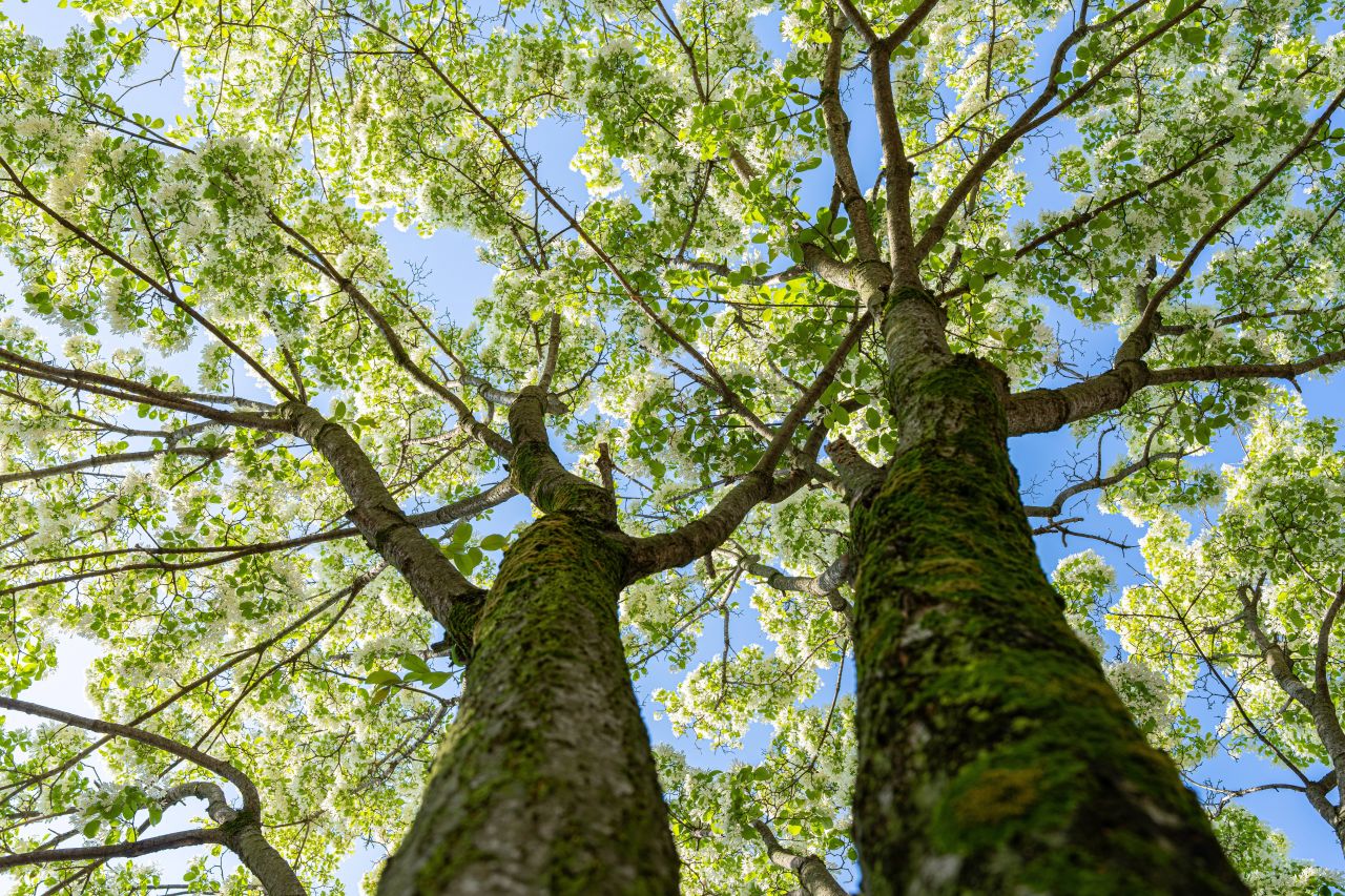 팔복동 이팝나무 철길