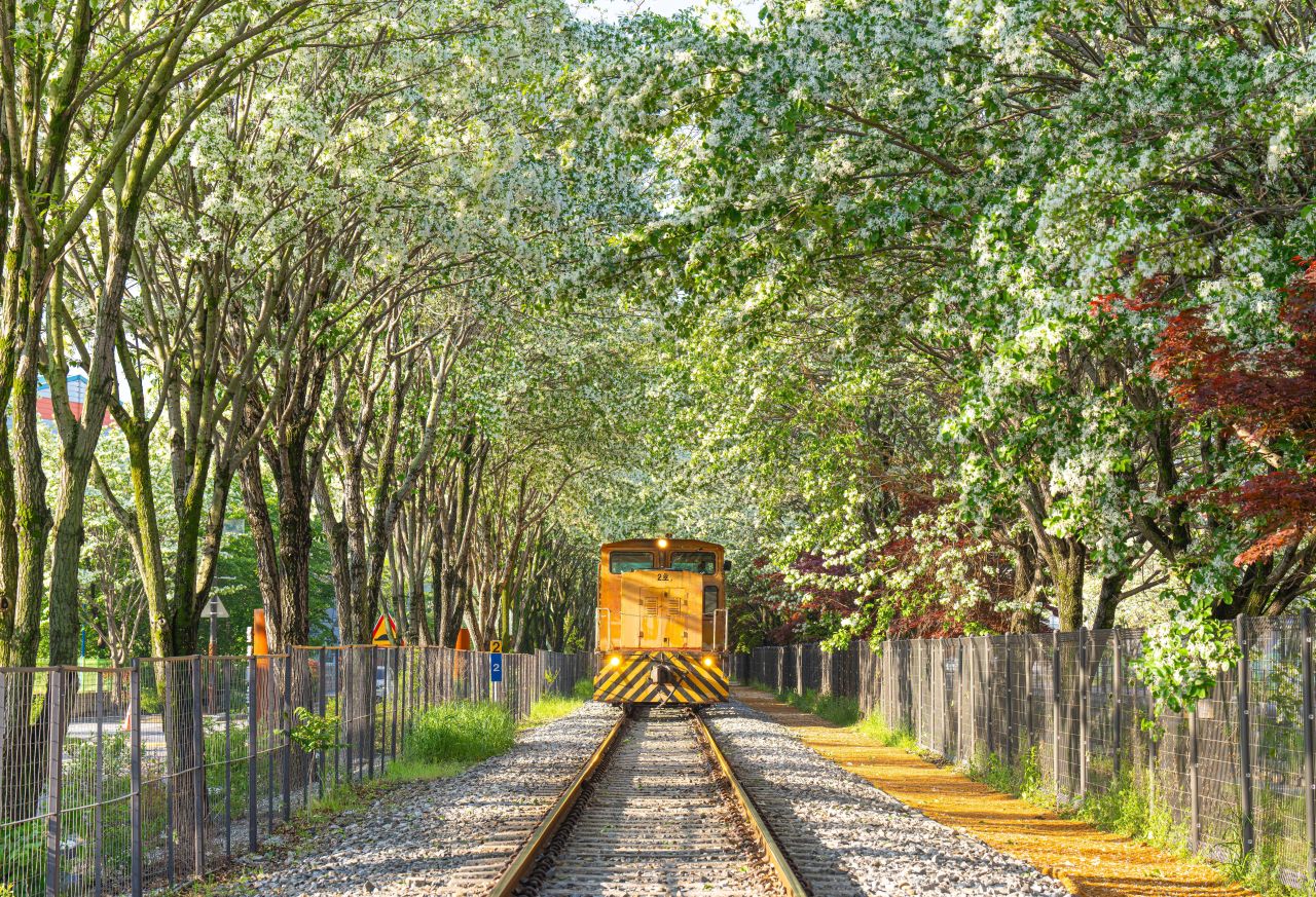 팔복동 이팝나무 철길