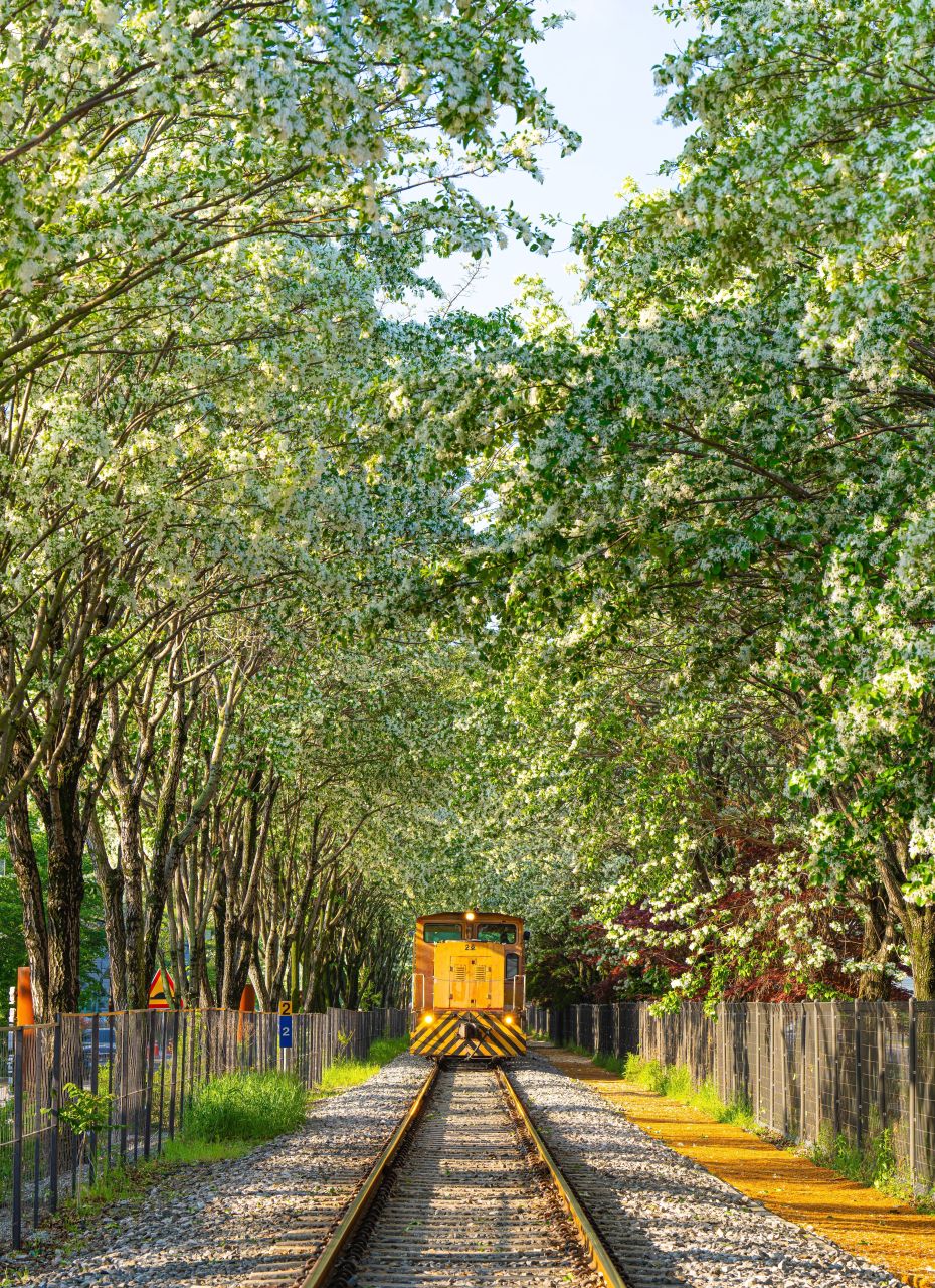 팔복동 이팝나무 철길