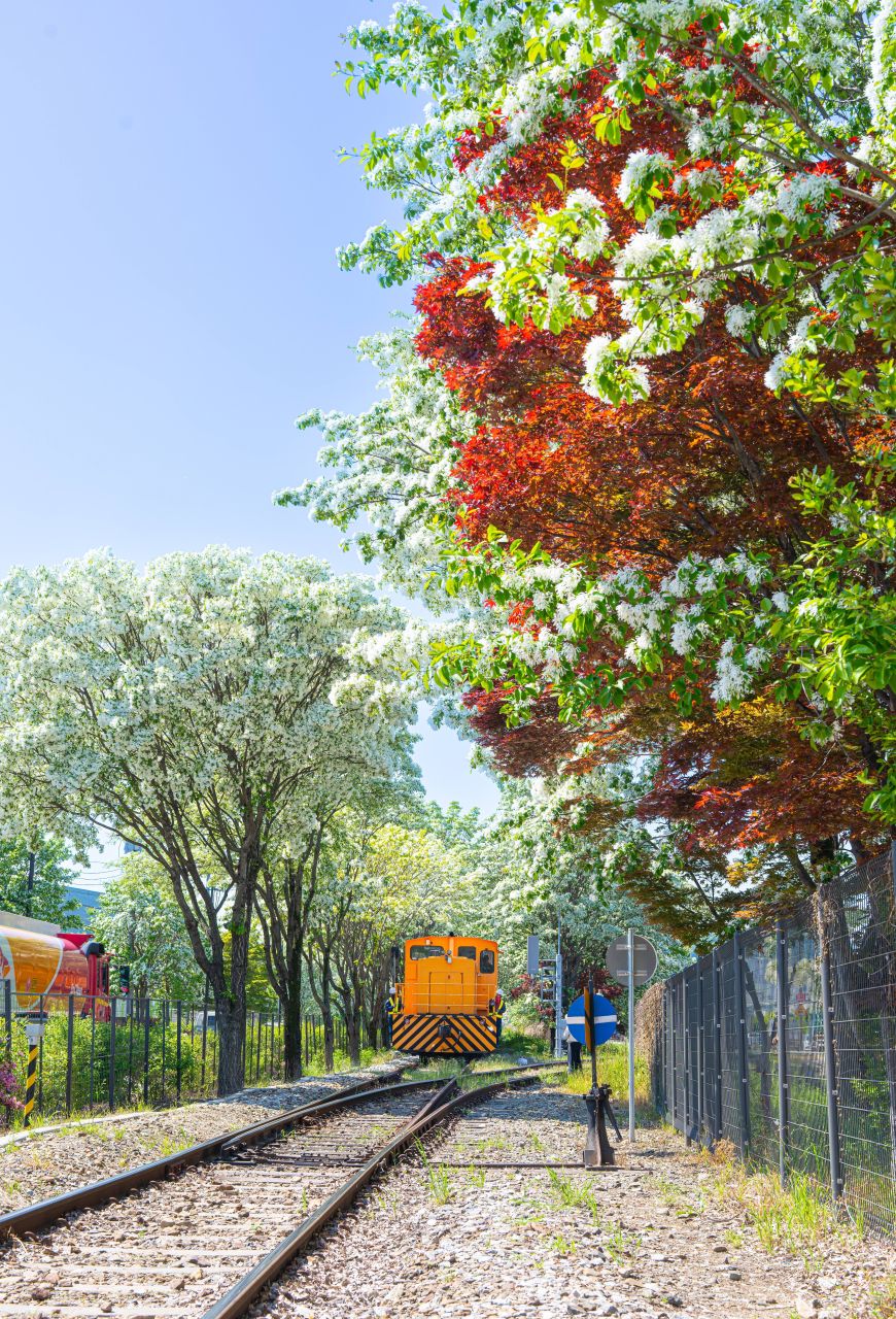 팔복동 이팝나무 철길