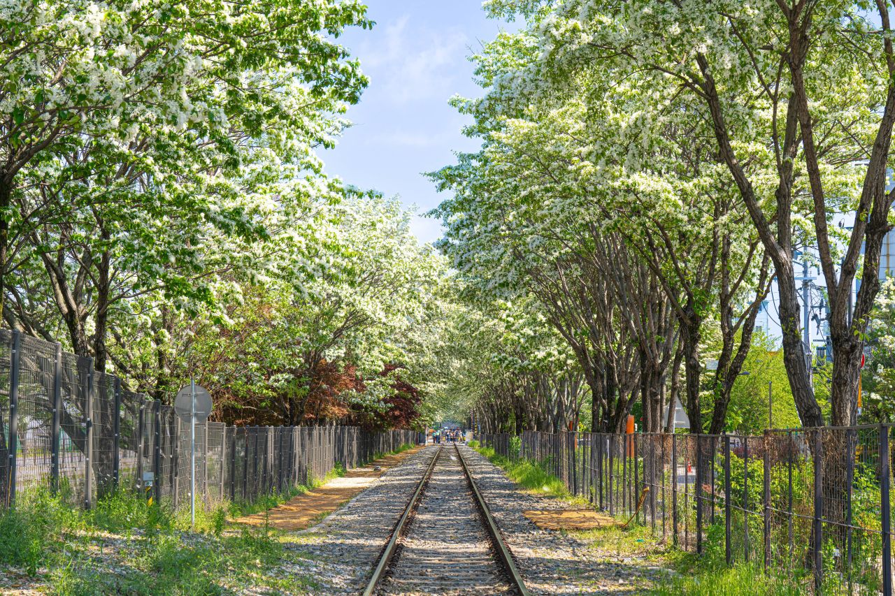 팔복동 이팝나무 철길