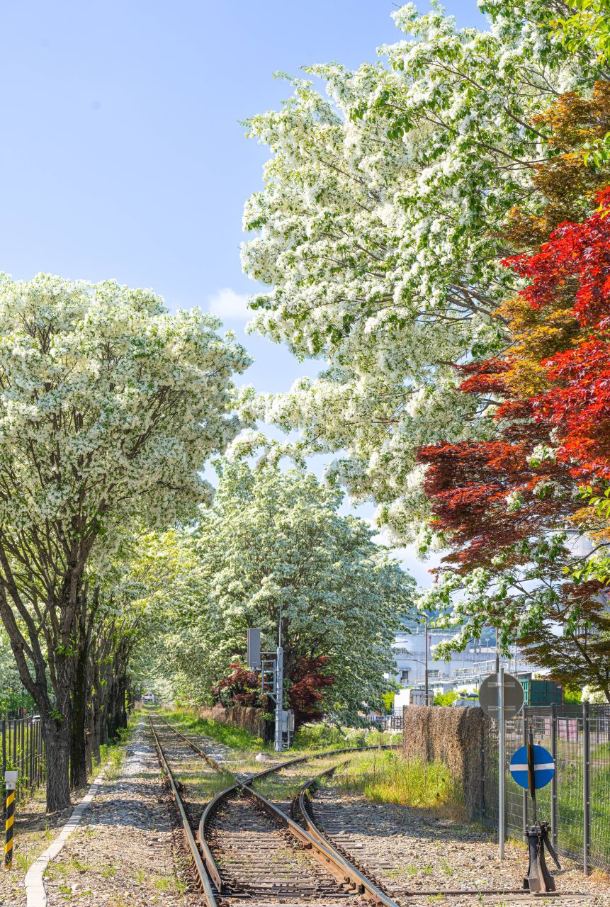 팔복동 이팝나무 철길