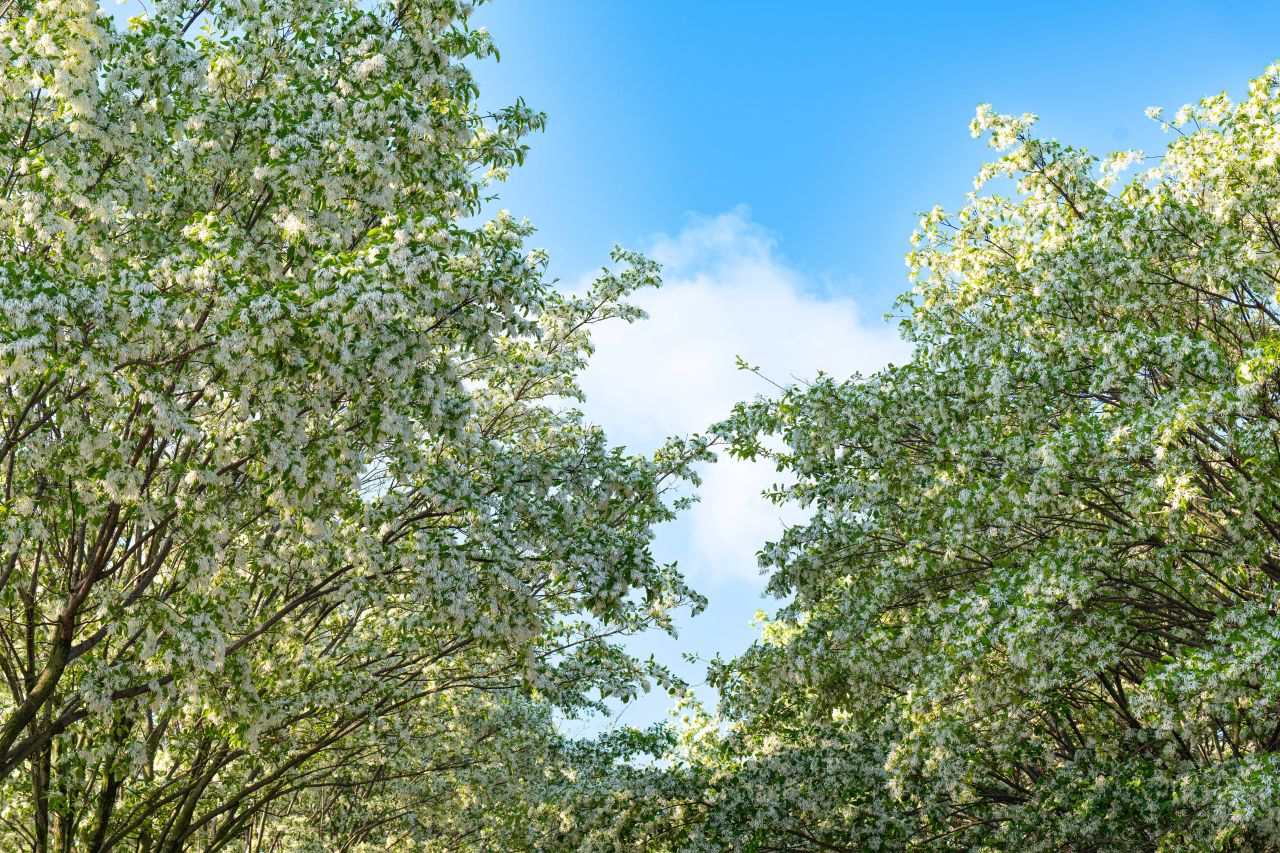 팔복동 이팝나무 철길