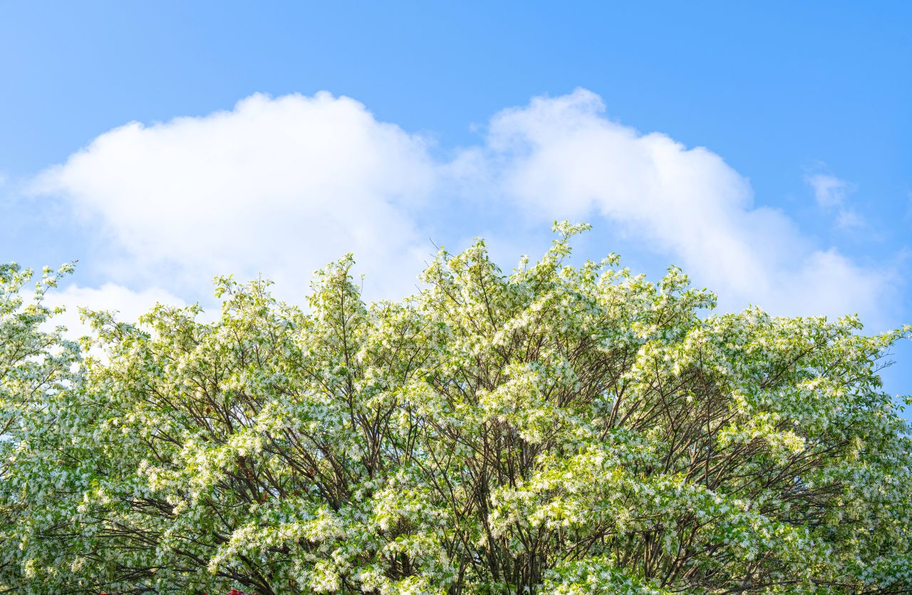 팔복동 이팝나무 철길