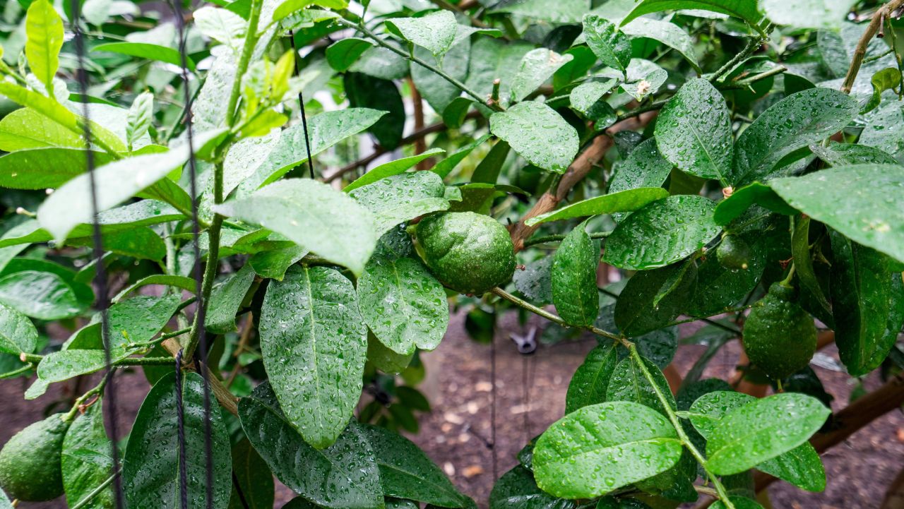 유기농산업복합서비스지원단지