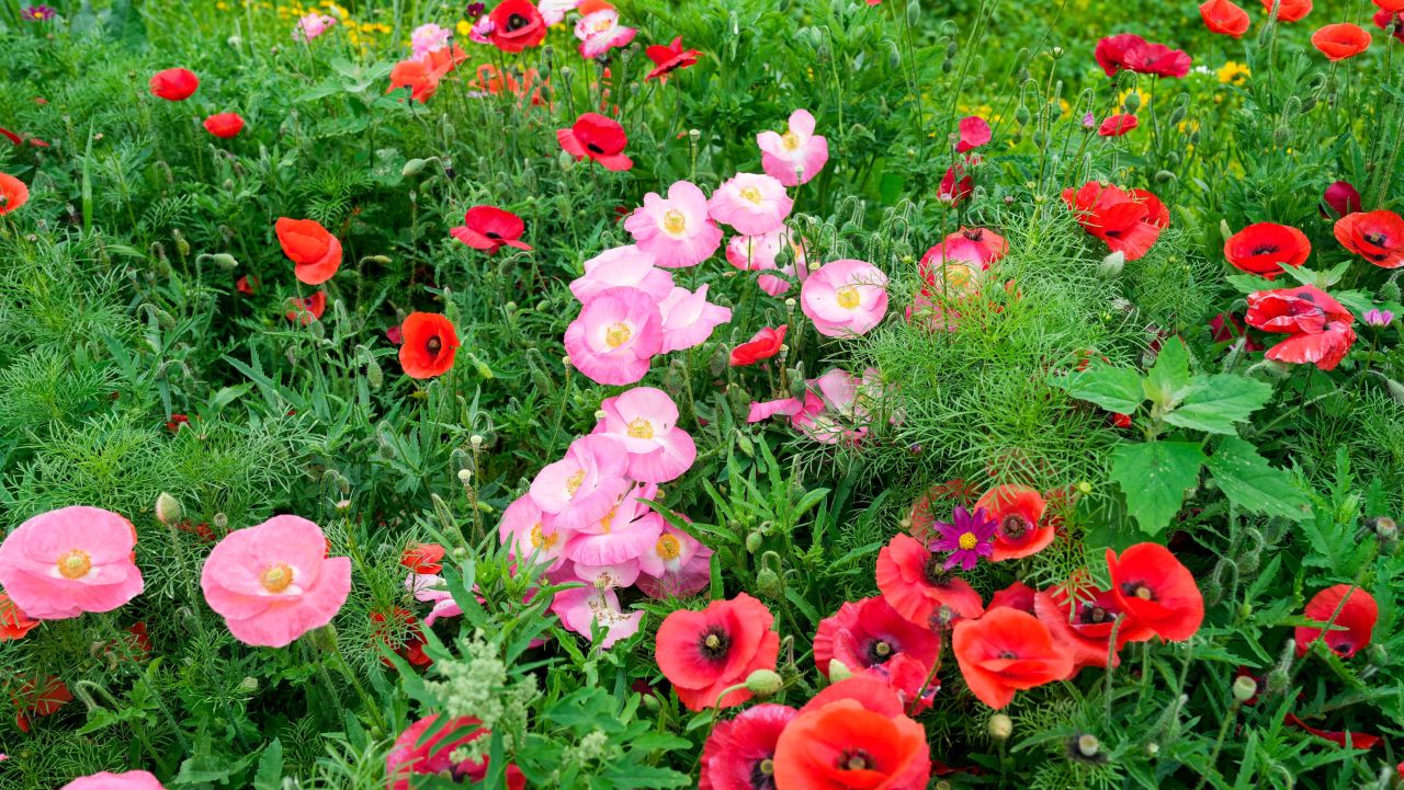 유기농산업복합서비스지원단지