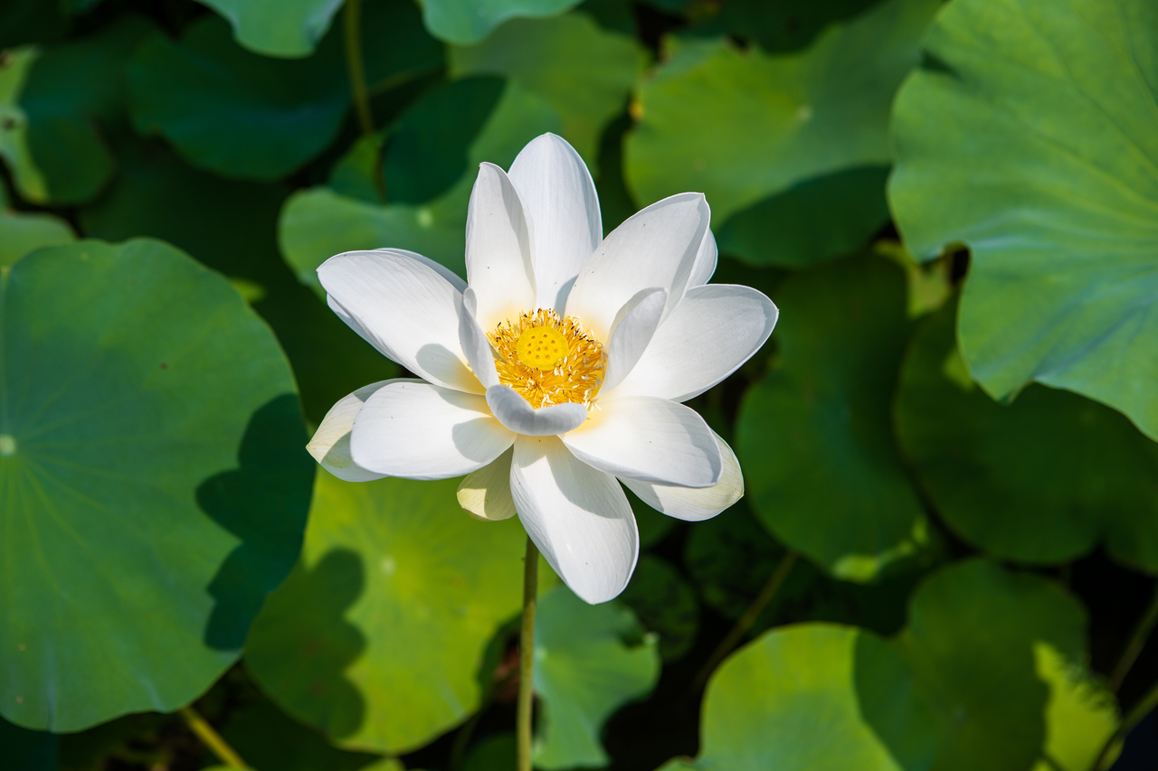 남평문씨본리세거지