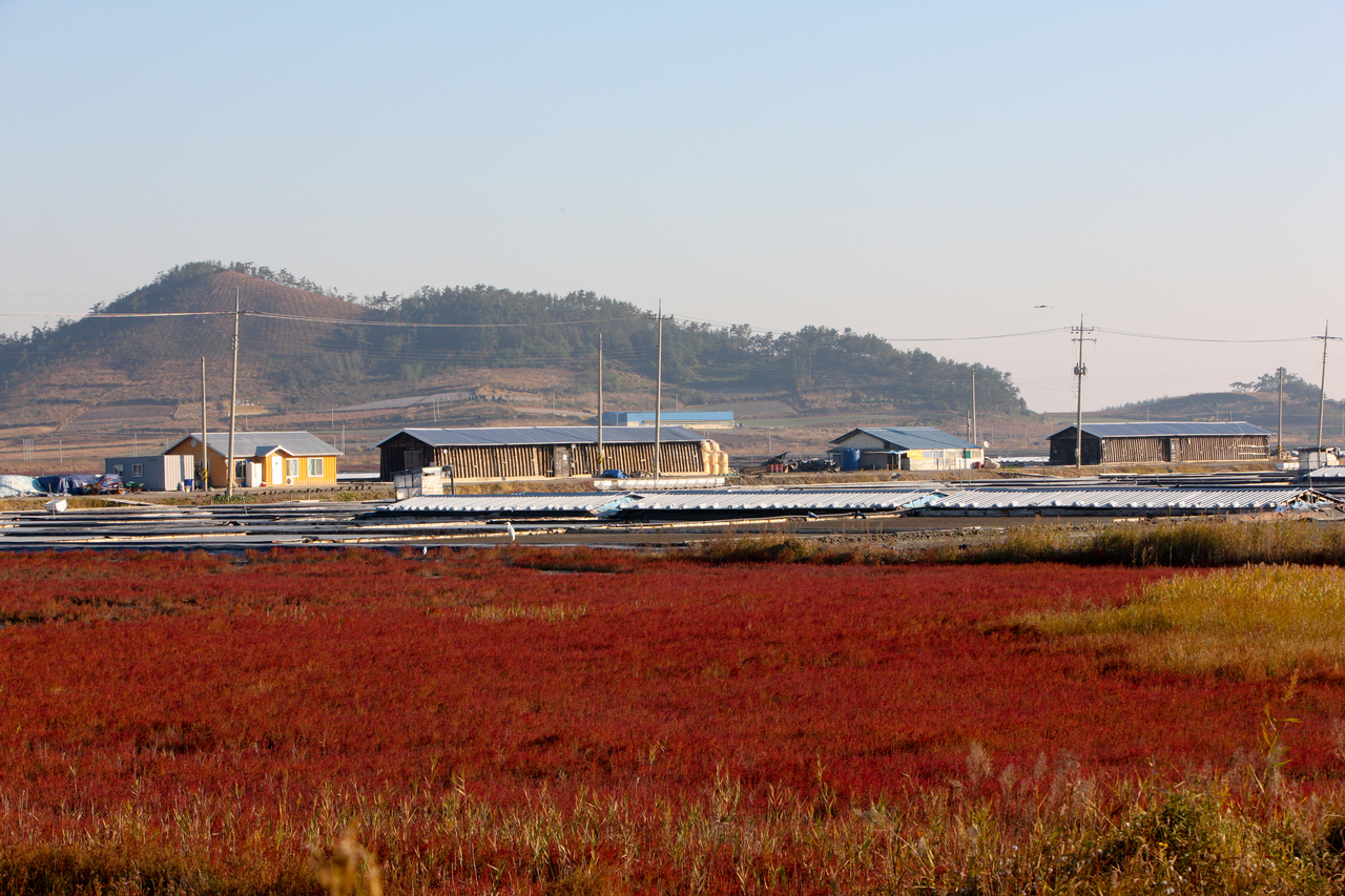 신안 증도 태평염전
