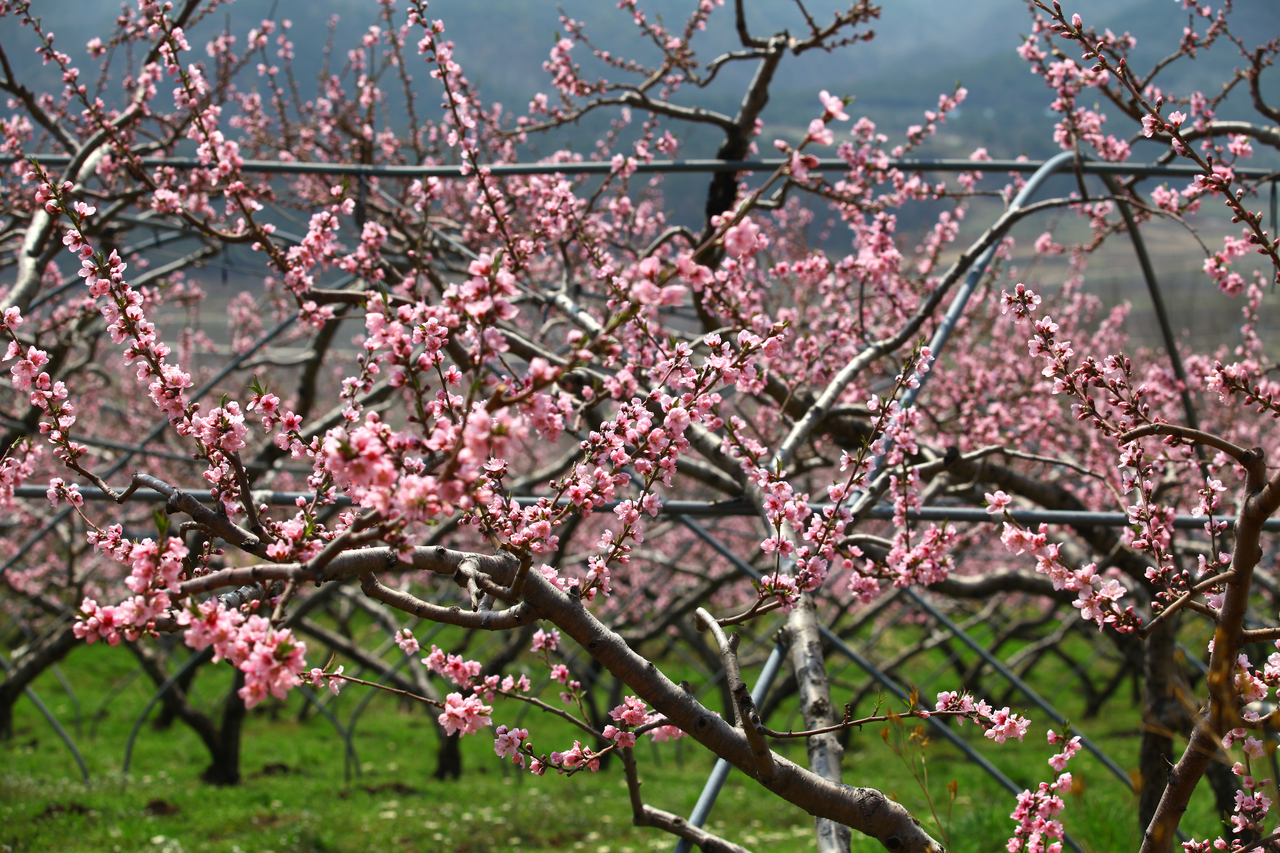 영덕 복사꽃마을
