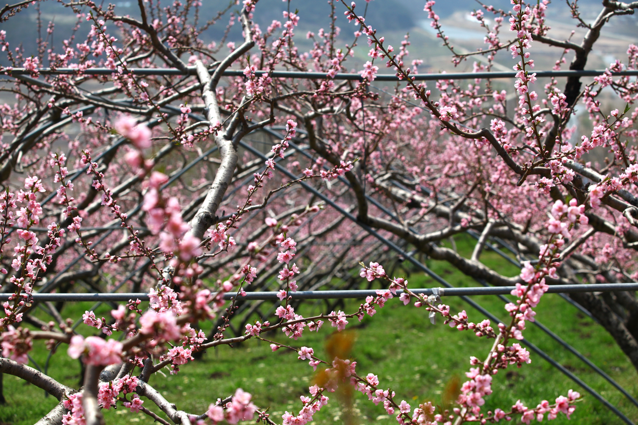 영덕 복사꽃마을