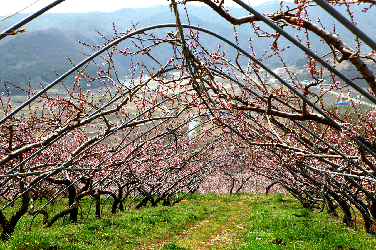 영덕 복사꽃마을