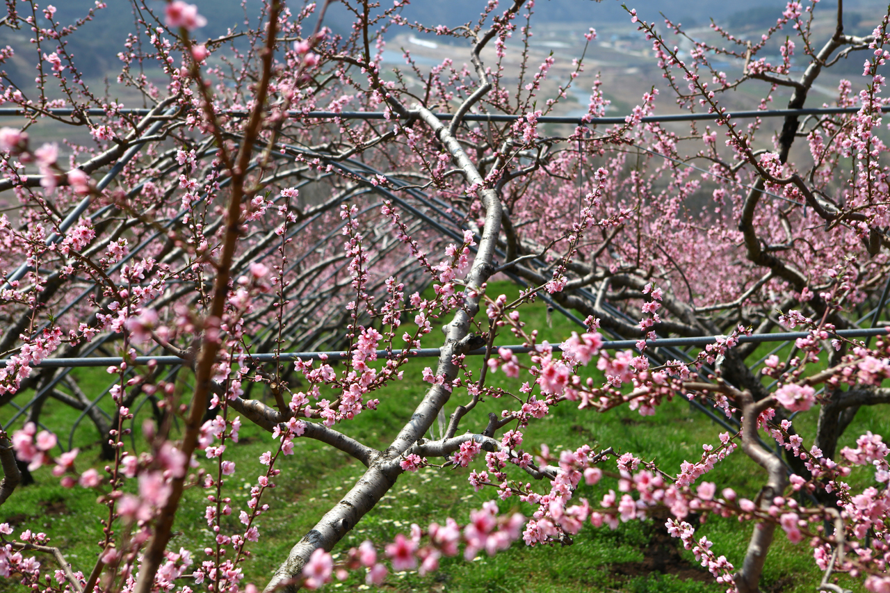 영덕 복사꽃마을