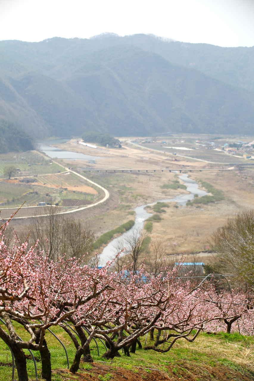 영덕 복사꽃마을