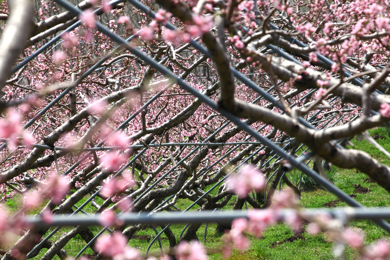 영덕 복사꽃마을