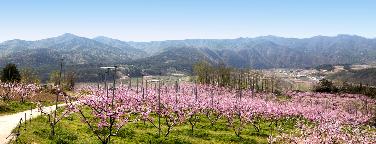 영덕 복사꽃마을