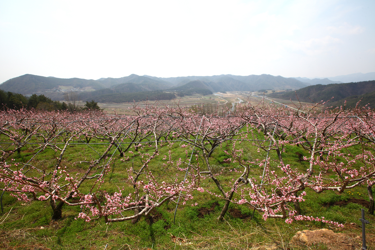 영덕 복사꽃마을