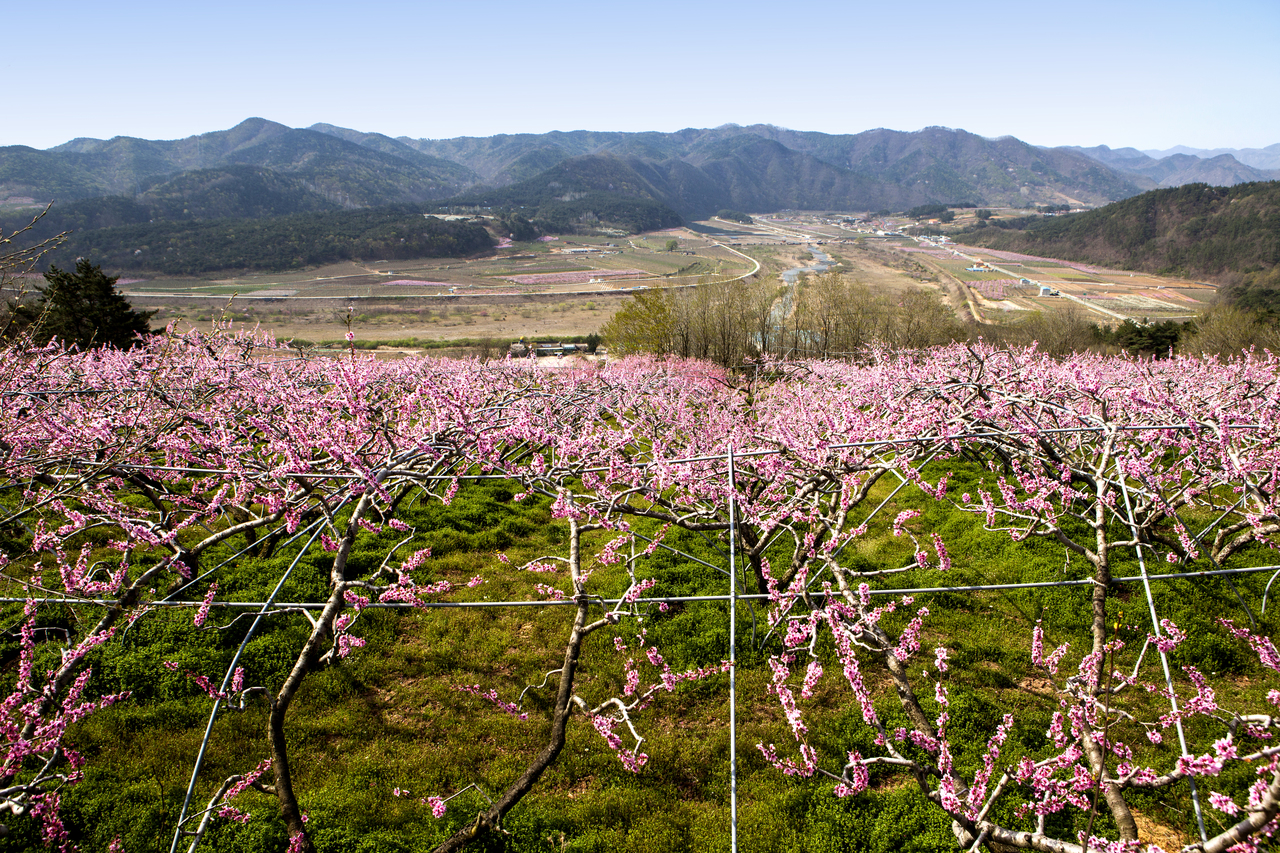 영덕 복사꽃마을