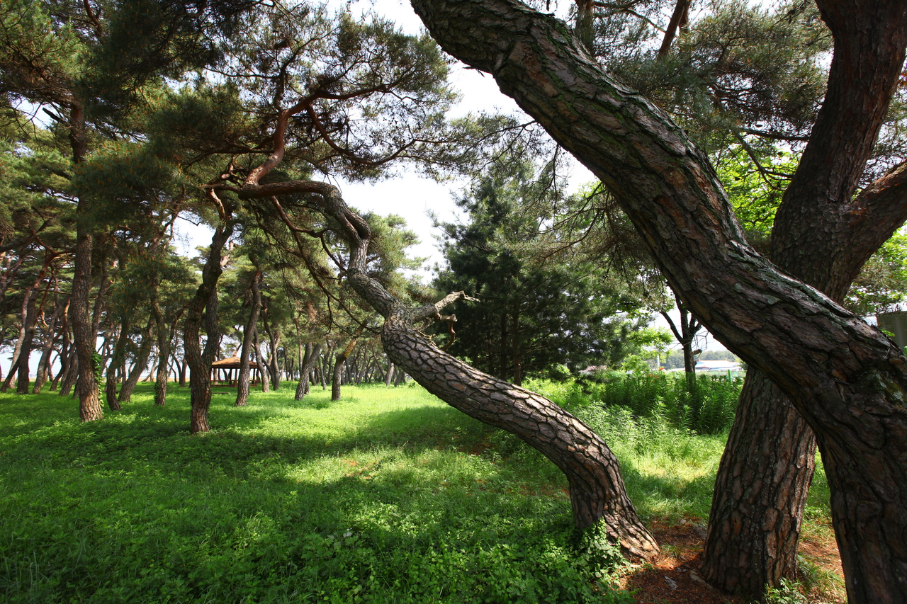 보은 소나무