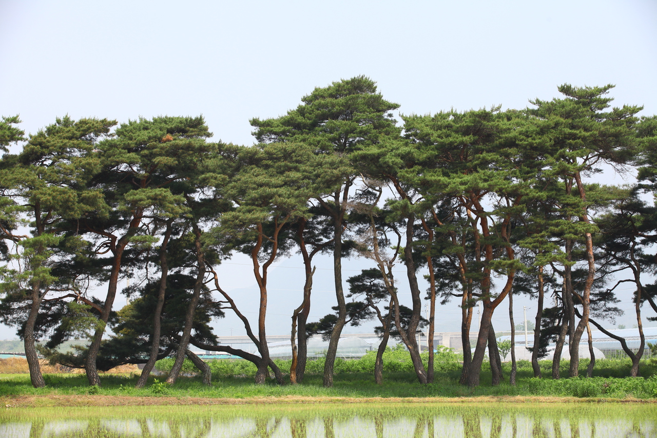 보은 소나무