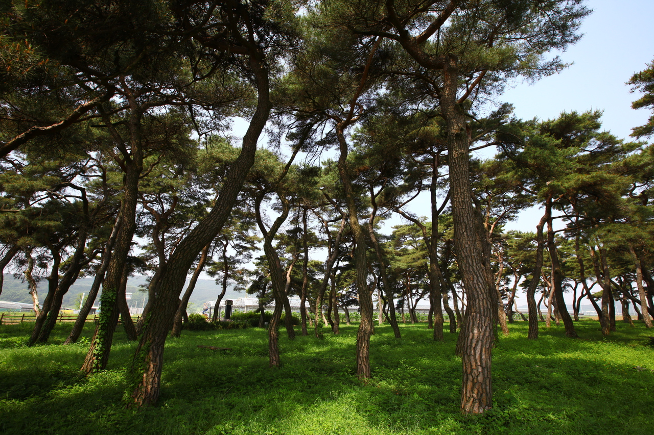 보은 소나무