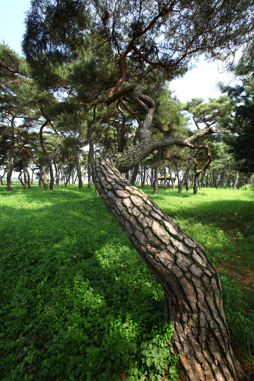 보은 소나무
