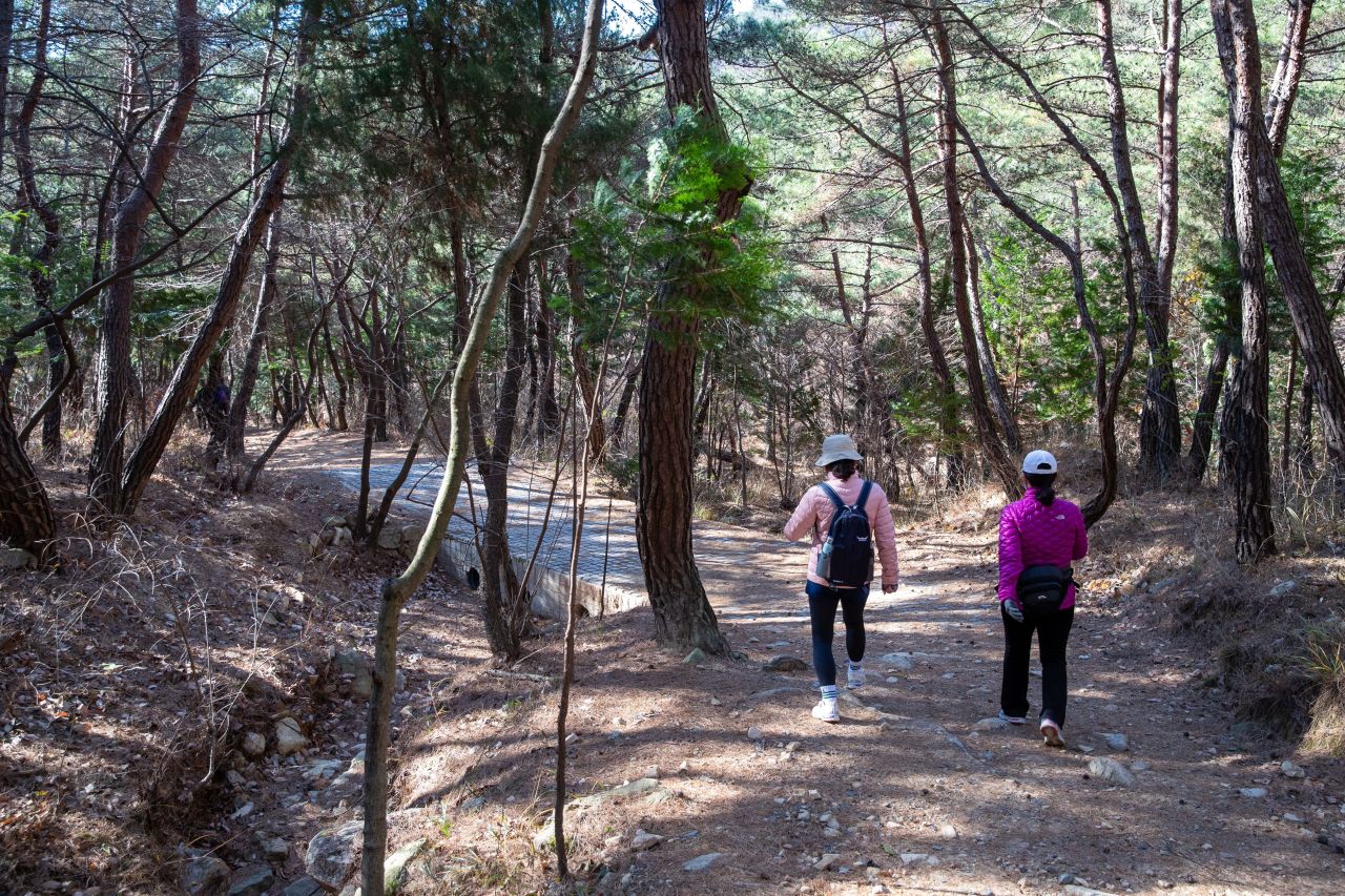 천마산 편백산림욕장