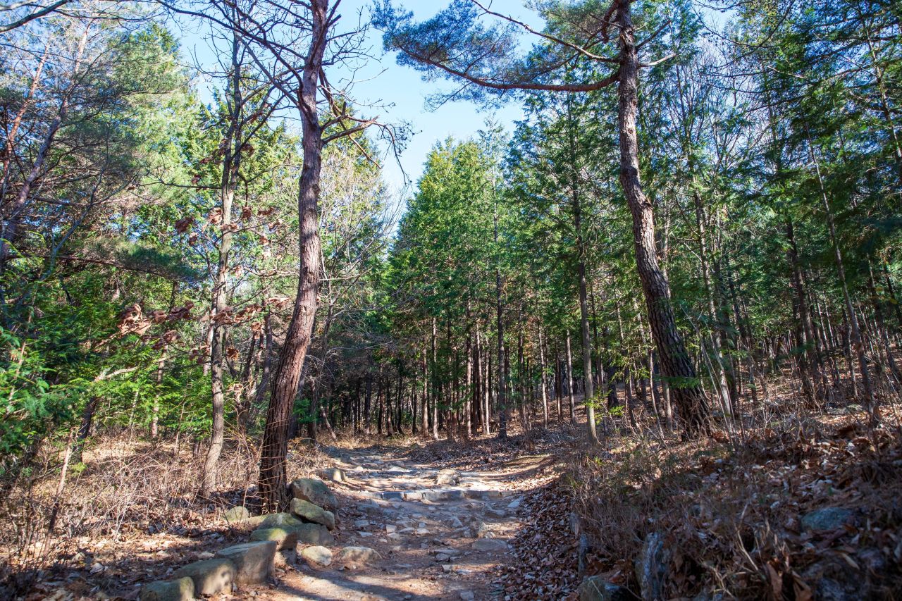 천마산 편백산림욕장