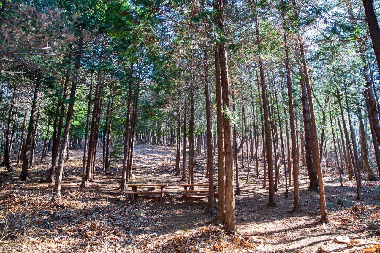 천마산 편백산림욕장