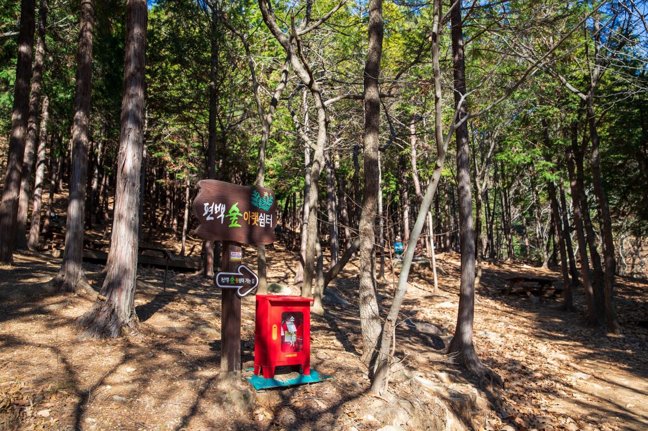 천마산 편백산림욕장