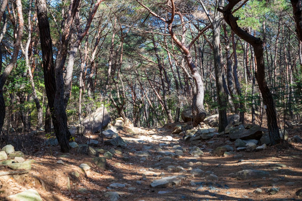 천마산 편백산림욕장